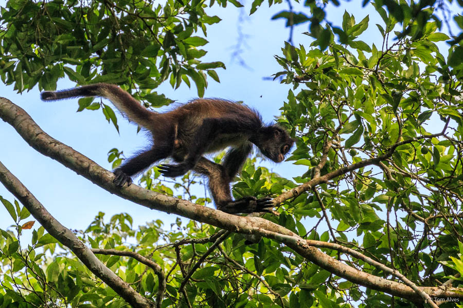 macaco aranha guatemala
